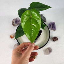 Load image into Gallery viewer, Anthurium Decipiens 4&quot; pot,, Fedex 2 day*
