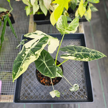 Load image into Gallery viewer, Alocasia Frydek, Exact Plant Variegated Triple plant Ships Nationwide
