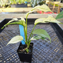 Load image into Gallery viewer, Rhaphidophora Tetrasperma White Monster, Exact Plant Variegated 2.5&quot; Ships Nationwide
