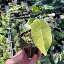 Load image into Gallery viewer, Alocasia Longiloba Grandis Aurea Variegated 2.5" pot, Fedex 2day*
