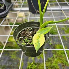 Load image into Gallery viewer, Alocasia Gageana Aurea, Exact Plant Variegated 5&#39;&#39; pot, with baby
