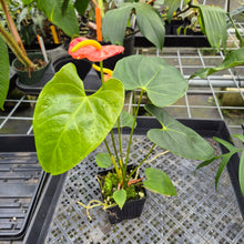 Load image into Gallery viewer, Anthurium Shibori Koi "orange speckled" exact plant, Fedex 2day*
