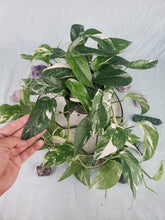 Load image into Gallery viewer, Pinnatum Albo, Exact Plant, multi pot of 5, variegated Epipremnum
