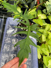 Load image into Gallery viewer, Philodendron Florida Beauty x Tortum green 4" pot, Fedex 2day*
