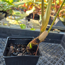 Load image into Gallery viewer, Philodendron Verrucosum Pseudoverrucosum Croat , Exact Plant Ships Nationwide
