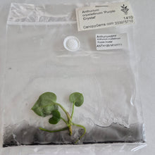 Load image into Gallery viewer, Anthurium Crystallinum 'Purple Crystal' tissue culture Fedex 2day
