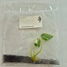 Load image into Gallery viewer, Alocasia Sinuata Albo Variegated tissue culture 2DayAir
