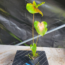 Load image into Gallery viewer, Anthurium Anuenue Obake bicolor, pink/ green, Exact Plant, ship nationalwide
