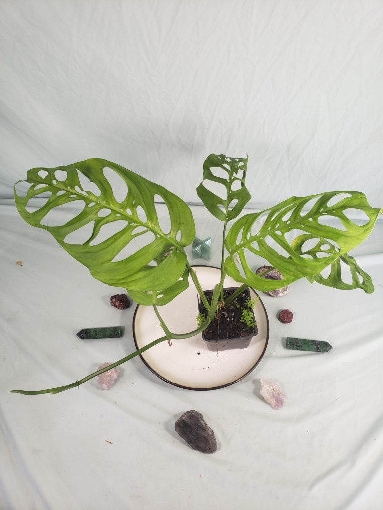 Esqueleto, Exact Plant, Monstera