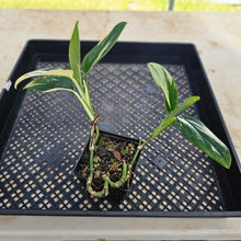Load image into Gallery viewer, Monstera Standleyana Albo, Exact Plant Variegated Ships Nationwide
