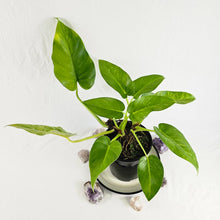 Load image into Gallery viewer, Philodendron Giganteum, Exact Plant Variegated
