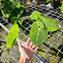 Load image into Gallery viewer, Philodendron Gloriosum, Pink Veined Back, Exact Plant Double plant pot
