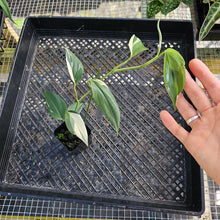 Load image into Gallery viewer, Scindapsus Blue Albo, Exact Plant Variegated Ships Nationwide
