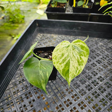 Load image into Gallery viewer, Philodendron Hederaceum, Heart Leaf, Exact Plant Variegated Ships Nationwide
