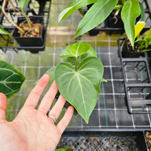 Load image into Gallery viewer, Anthurium Macrolobium, Exact Plant Ships Nationwide
