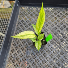 Load image into Gallery viewer, Anthurium Vittarifolium , Exact Plant Variegated Ships Nationwide
