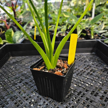 Load image into Gallery viewer, Alocasia Gageana Aurea, Exact Plant Variegated Ships Nationwide
