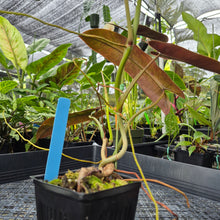 Load image into Gallery viewer, Philodendron Atabapoense, Exact Plant Ships Nationwide
