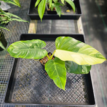 Load image into Gallery viewer, Philodendron Whipple Way, Exact Plant Variegated Ships Nationwide
