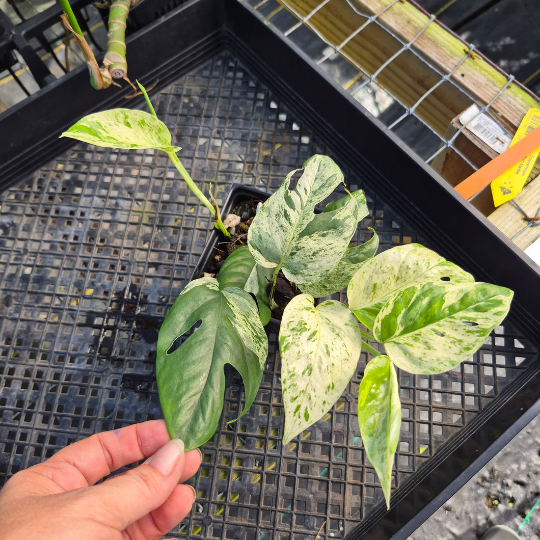 Epipremnum Pinnatum Marble, Exact Plant Variegated Ships Nationwide