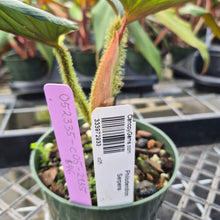 Load image into Gallery viewer, Philodendron Serpens, Exact Plant Ships Nationwide
