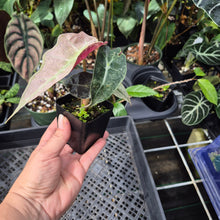 Load image into Gallery viewer, Alocasia Polly Mint Pink variegated 2.5" pot, Fedex 2day*
