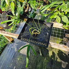 Load image into Gallery viewer, Philodendron Holtonianum, Exact Plant Ships Nationwide
