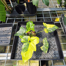 Load image into Gallery viewer, Philodendron Angela Aurea variegated, Exact Plant
