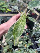 Load image into Gallery viewer, Philodendron Green Emerald Variegated 2.5" pot, Fedex 2day*
