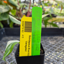 Load image into Gallery viewer, Scindapsus Blue Albo, Exact Plant Variegated Ships Nationwide
