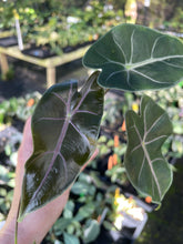 Load image into Gallery viewer, Alocasia Longiloba Black Satun Pink Bone 2.5" pot, Fedex 2day*
