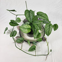 Load image into Gallery viewer, Monstera Siltepecana El Salvador, Exact Plant multi pot of 5 Ships Nationwide
