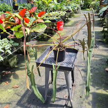 Load image into Gallery viewer, Philodendron Spiritus Sancti exact plant, Fedex 2day*
