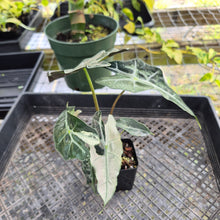 Load image into Gallery viewer, Alocasia Polly Snowflake Pink Variegated, Exact Plant Ships Nationwide.
