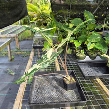 Load image into Gallery viewer, Alocasia Sarian albo variegated exact plant, Fedex 2day*
