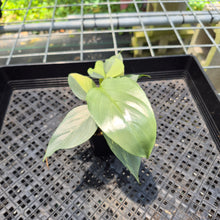Load image into Gallery viewer, Philodendron Hastatum Silver Sword Variegated exact plant, Fedex 2day*
