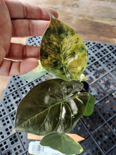 Load image into Gallery viewer, Alocasia wentii aurea, Exact Plant Ships Nationwide

