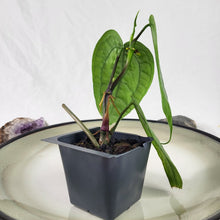 Load image into Gallery viewer, Anthurium Sp. Limon, Exact Plant
