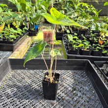 Load image into Gallery viewer, Alocasia Zebrina Aurea variegated exact plant, Fedex 2day*
