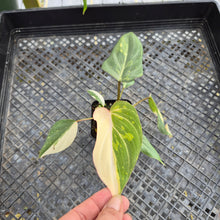 Load image into Gallery viewer, Philodendron Gloriosum Exact Plant Ships nationwide
