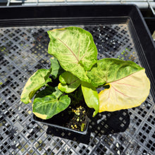 Load image into Gallery viewer, Syngonium Mango Allusion, Orm Thong Variegated exact plant, Fedex 2day*
