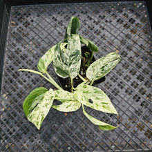 Load image into Gallery viewer, Epipremnum Pinnatum Marble, Exact Plant Variegated Ships Nationwide
