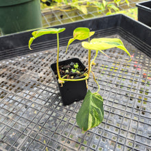 Load image into Gallery viewer, Philodendron Hederaceum Micans Aurea, Exact Plant Variegated Ships Nationwide
