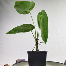 Load image into Gallery viewer, Anthurium Angamarcanum , Exact Plant
