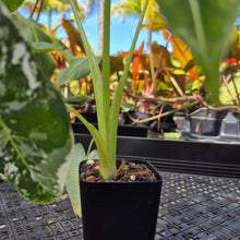 Load image into Gallery viewer, Alocasia Frydek, Exact Plant Variegated Ships Nationwide

