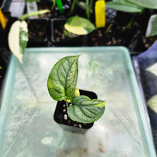 Load image into Gallery viewer, Monstera Siltepecana, Exact Plant Variegated Ships Nationwide
