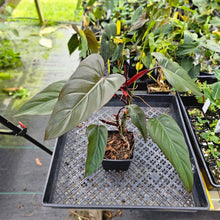 Load image into Gallery viewer, Philodendron Dark Lord, Exact Plant Ships Nationwide
