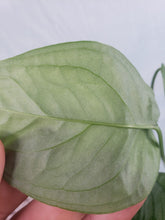 Load image into Gallery viewer, Monstera Siltepecana El Salvador 4" pot, Fedex 2day*
