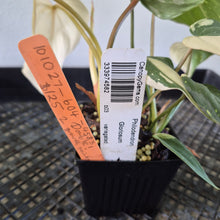 Load image into Gallery viewer, Philodendron Gloriosum variegated type 2 "Double", exact plant, Fedex 2day*
