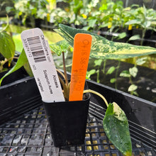 Load image into Gallery viewer, Alocasia scalprum Aurea, Exact Plant Ships Nationwide
